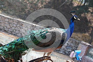 Blue PeacockÃ¯Â¼ËPavo cristatusÃ¯Â¼â° photo